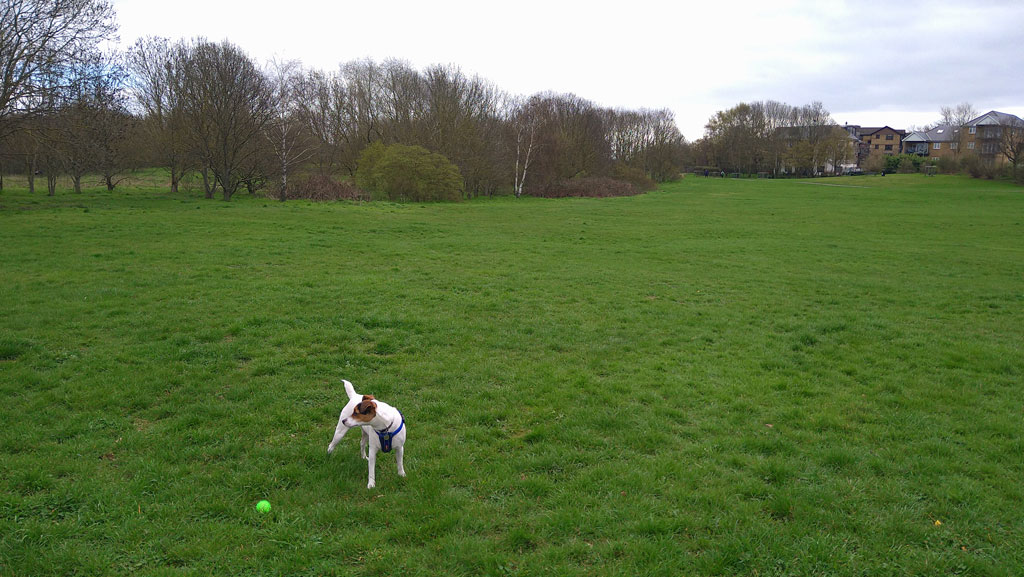 Roshy at East Wickham Open Space looking at some dogs in the distance 