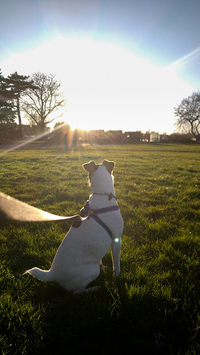 Roshylooking at the Sun setting